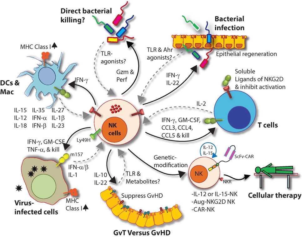 Natural killer (NK) cells in health and disease. 