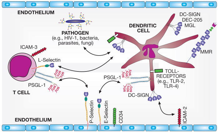 C-type lectins function in innate immune responses and have a dual function in pathogen recognition and cell adhesion.
