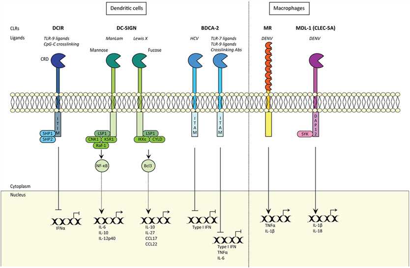 C-type lectin receptors (CLRs) shape innate and adaptive immune responses. 