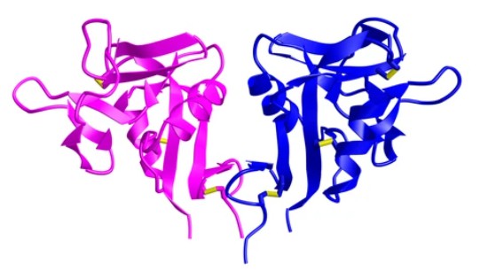 Human CD69 transmembrane C-Type lectin protein - Creative BioMart