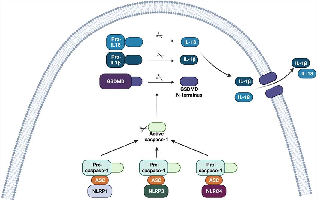 Structure of the inflammasome complexes involving NOD-like receptors (NLRs)