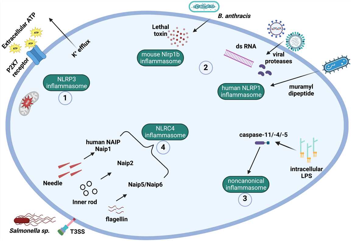 Mechanisms and ligands involved in canonical and noncanonical inflammasome activation.