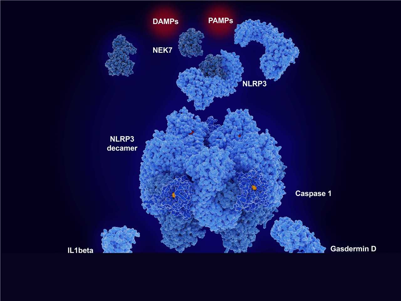 Activation of the NLRP3 inflammasome leads to pro-inflammatory cytokine secretion and pyroptosis. - Creative BioMart