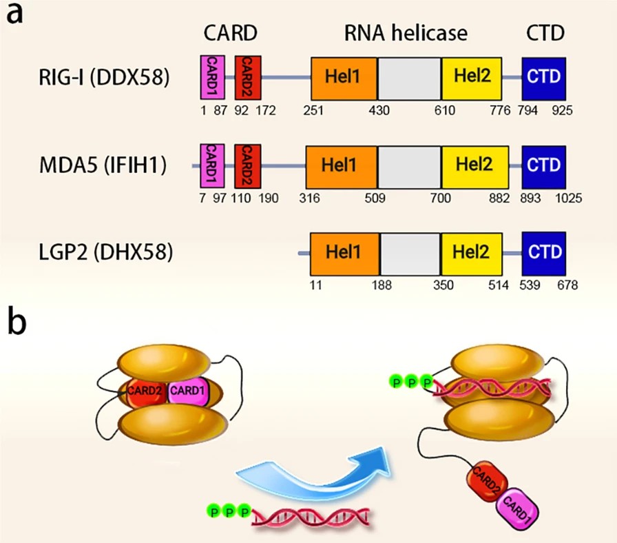 Schematic illustration of the domains of RLRs.