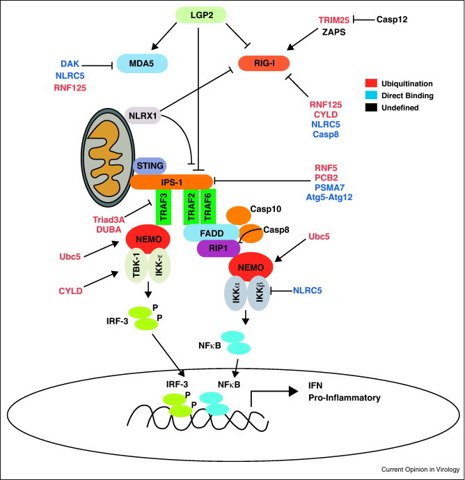 RLR signaling and cellular regulation.