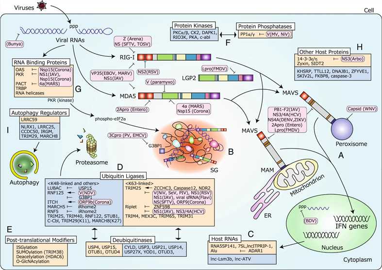 Regulation of RLR-mediated signal transduction.