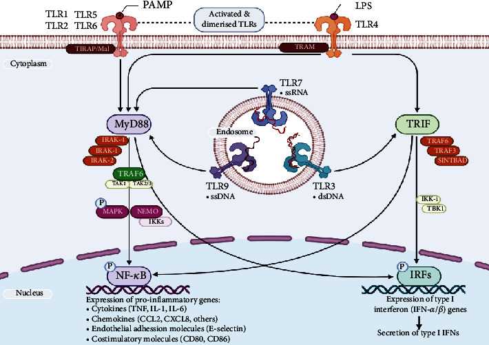 Dynamics of the toll-like receptor signaling.