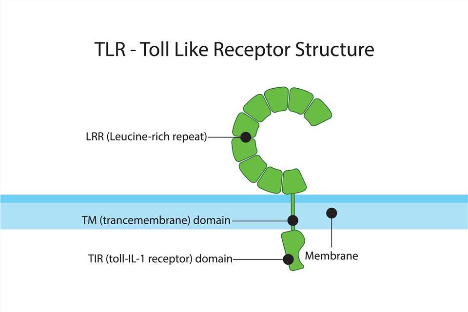 TLR-Toll--Like Receptor Structure - Creative BioMart