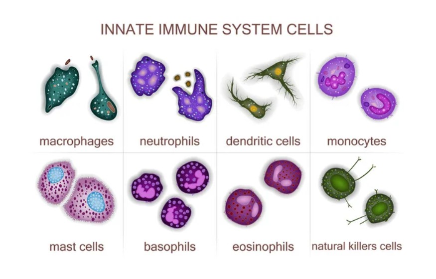 Innate Immune System cells - Creative BioMart 