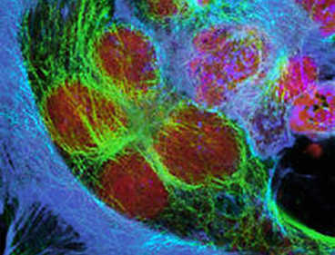 Fluorescent Proteins