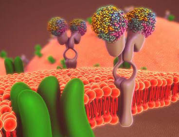 Protein Quantification