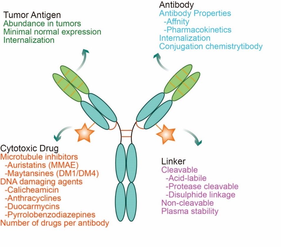 Fig. 1 Structural characterization of ADC drugs