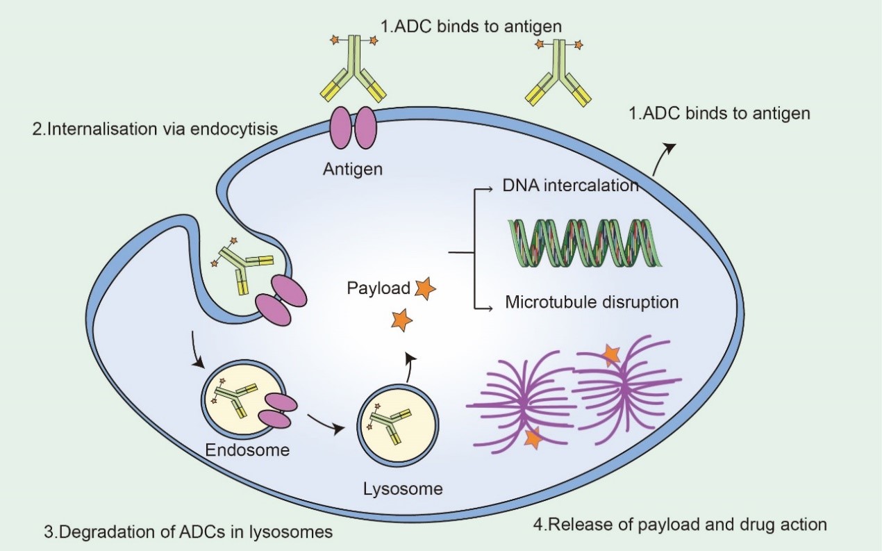 Fig2. Mechanism of ADC Drugs