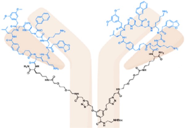 Fig2. Mechanism of ADC Drugs