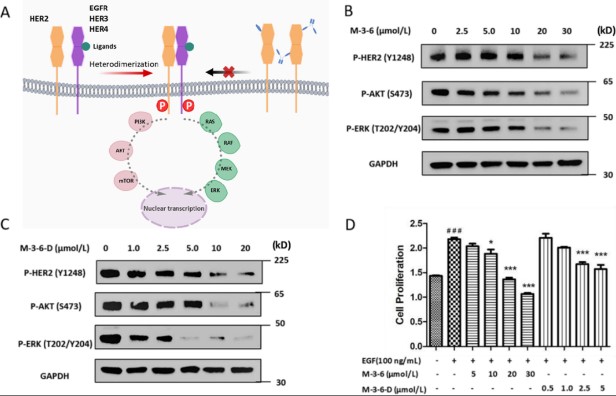 Fig2. Mechanism of ADC Drugs