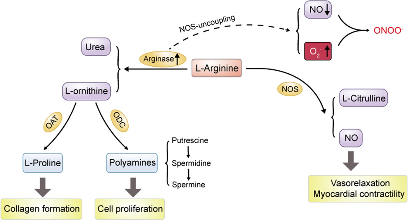 Role of arginase metabolism in regulating polyamine and NO production