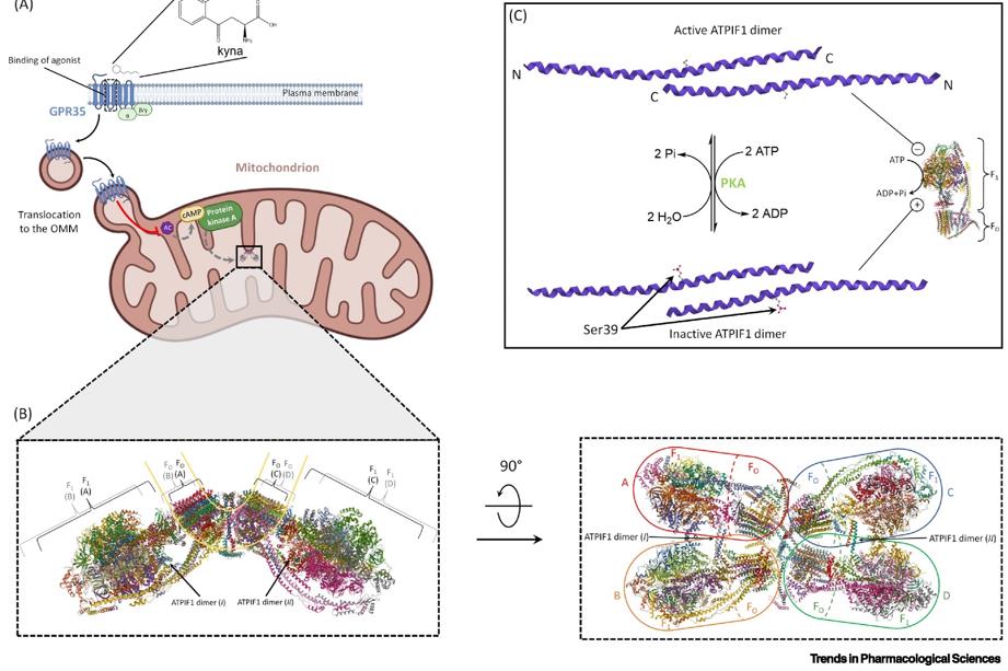 Figure 1. Anti-ischemic ATPIF1-ATP synthase interaction. (Nesci S, 2022)