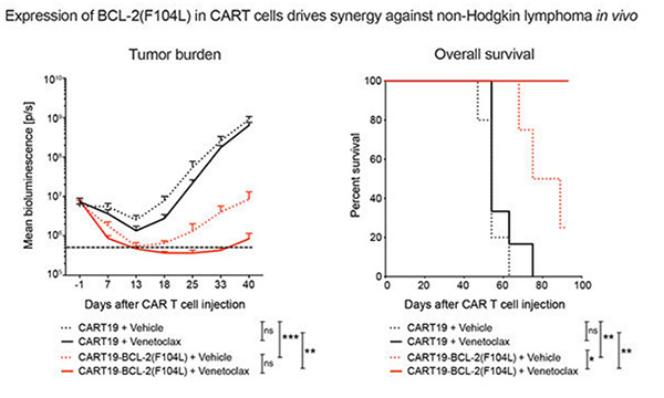 Fig4. Tumor progression and survival of xenografted mice bearing MINO.