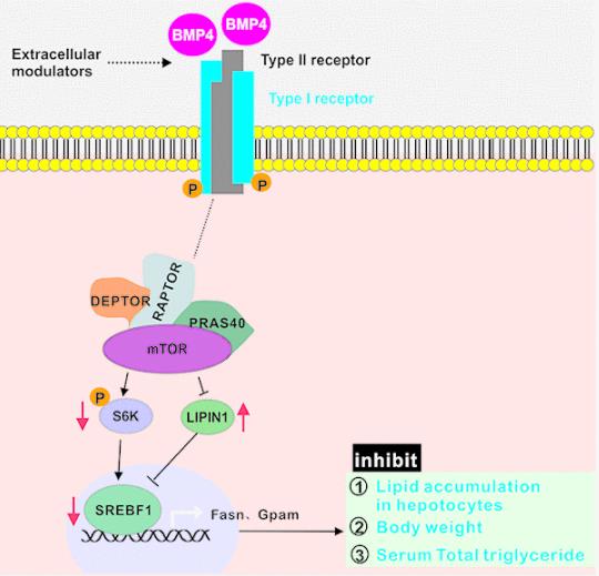 Fig1. BMP4 may suppress hepatic steatosis