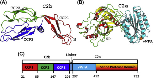 C2 Protein