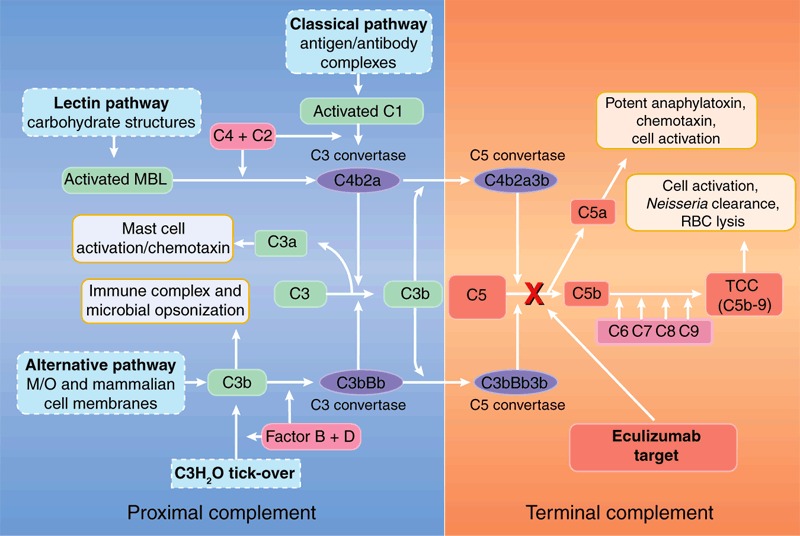 Targeted blockade of complement protein C5