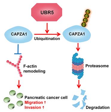 Figure 1. UBR5 mediates the ubiquitin-proteasome-dependent degradation of CAPZA1. (Li J, et al., 2021)