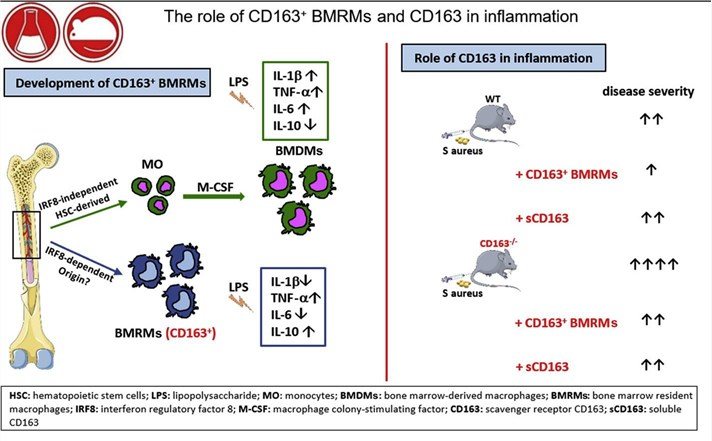 The role of CD163 in inflammation