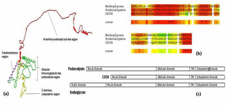 CD34 Structure