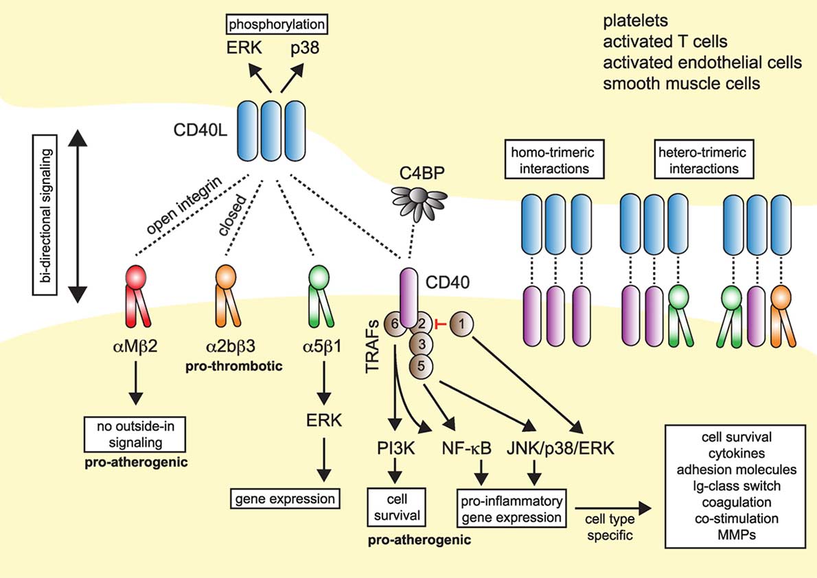 Fig1. CD40L and Its Receptors