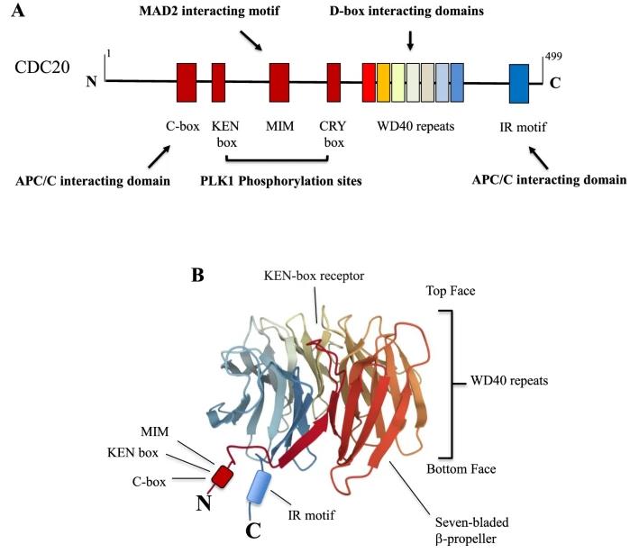 CDC20 domains and motifs