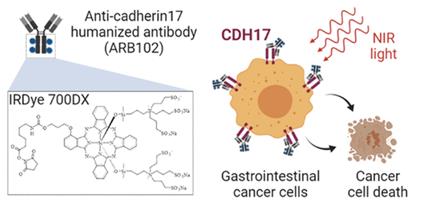 Figure 1. CDH17 targeted near-infrared photoimmunotherapy for treatment of gastrointestinal cancer. (Lum Y L, et al., 2020)