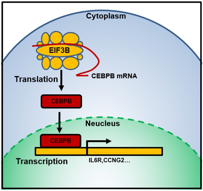 CEBPB protein activates transcription