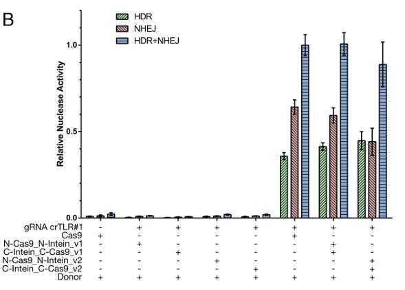 Fig1. Results after FACS: The importance of structural integrity of the split–intein–Cas9 system