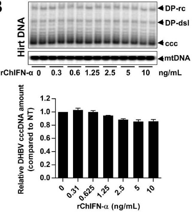 Fig3. Treatment of dstet5-CCC cells with rChIFN-α did not alter the amount of cccDNA.