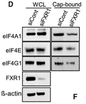 Fig1. HeyA8 cells were transfected with control siRNA or FXR1 siRNAs for 48 h, and lysates were incubated with m7GTP
        (5′mRNA cap analog).