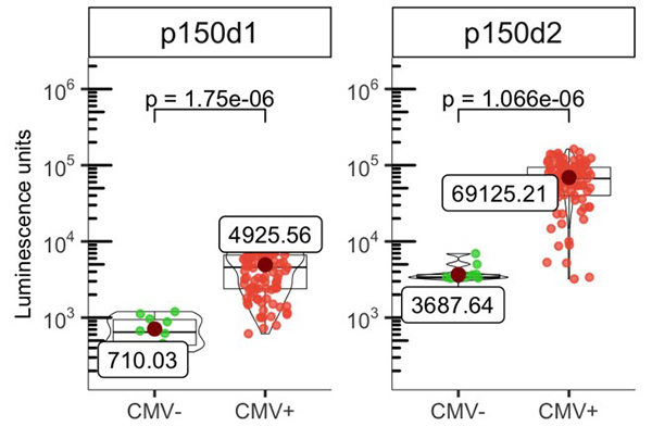 Fig2. The levels of anti‐p150d1 and p50d2 antibodies in CMV positive and negative individuals are shown as
        luminescence units (LU) of luciferase enzyme activity as boxplots.