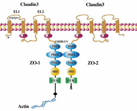 Illustration of CLDN3 signaling in cells.