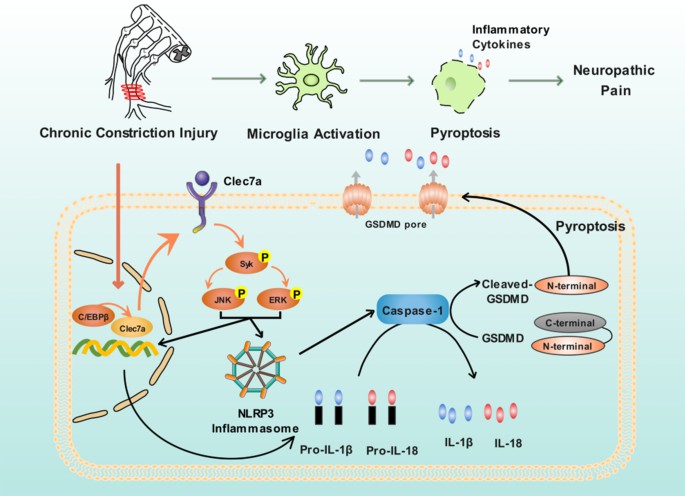 The critical role of C/EBPβ-Clec7a axis in neuropathic pain progression