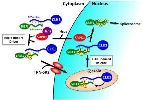 Model showing CLK1 Entry into the Nucleus