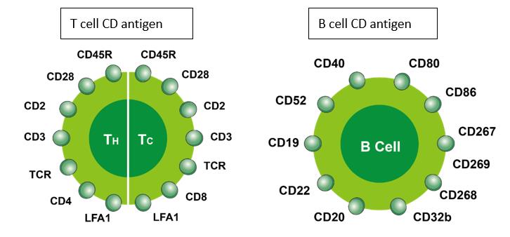 What is the Immunophenotyping