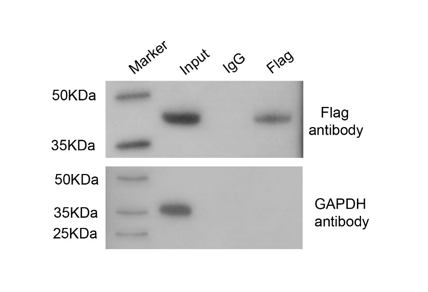 Western blot detection.