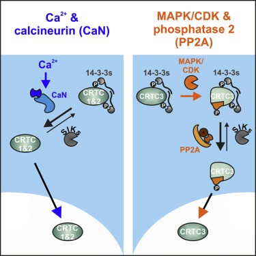 CRTC3 Signaling Pathway