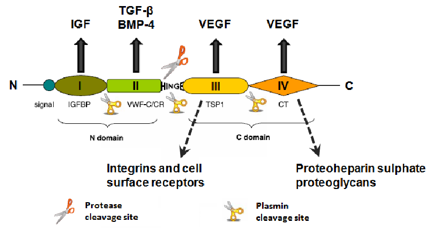 Protein structure of CTGF