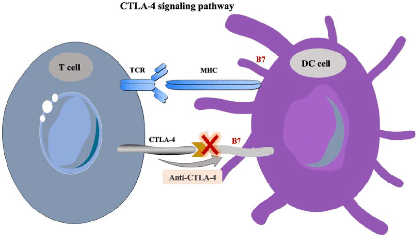 CTLA-4 signaling pathway