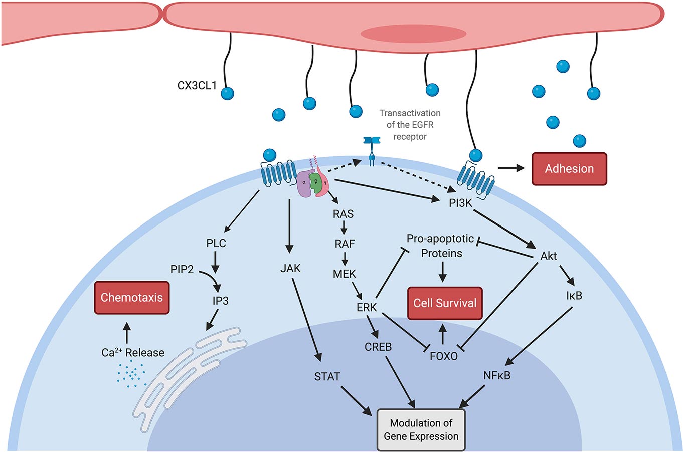 Fractalkine (CX3CL1) and Its Receptor CX3CR1