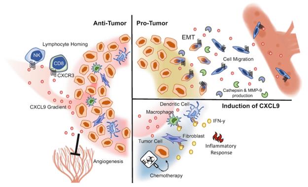 Figure 1. The multifaceted roles of CXCL9 within the tumor microenvironment. (Neo S Y, et al., 2020)