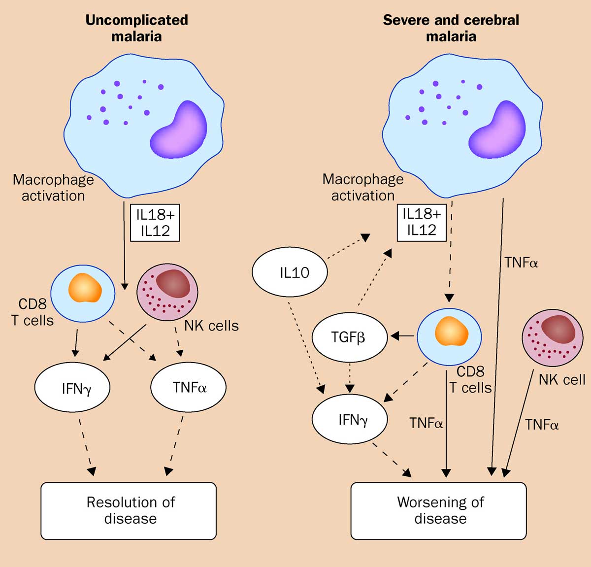 Cytokines in inflammatory response.