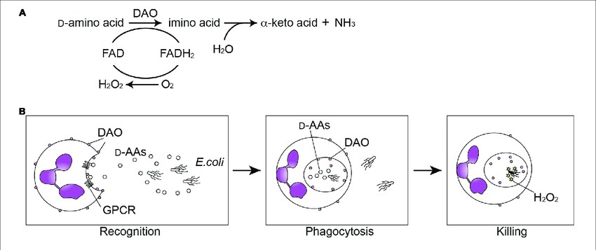 Emerging Role of D-Amino Acid Metabolism in the Innate Defense