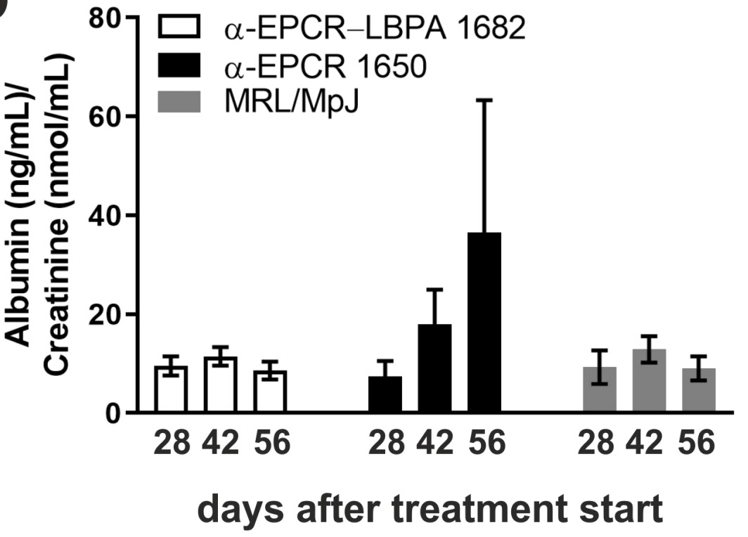 Fig1. Albuminuria in MRL/MpJ control mice and in MRL-Faslpr mice treated
at the age of four weeks for six weeks with the indicated antibodies.