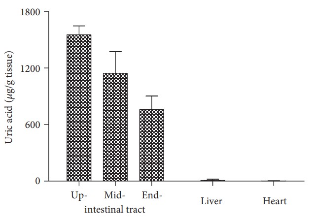 Fig3. Distribution of uric acid in neonatal rats.